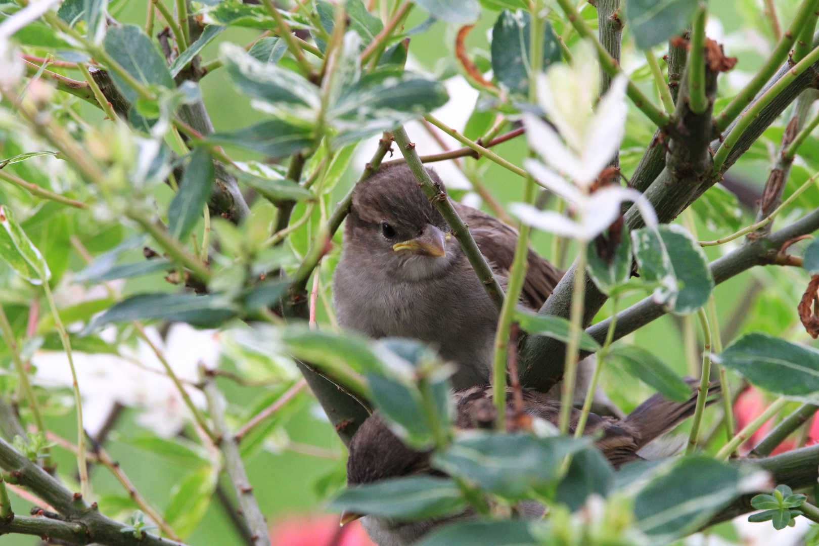 Junger Sperling bei uns im Garten