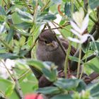 Junger Sperling bei uns im Garten