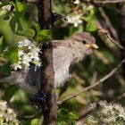 Junger Sperling in der Kirschblüte