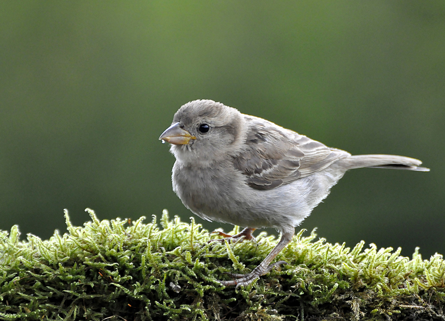 junger Sperling (weiblich)