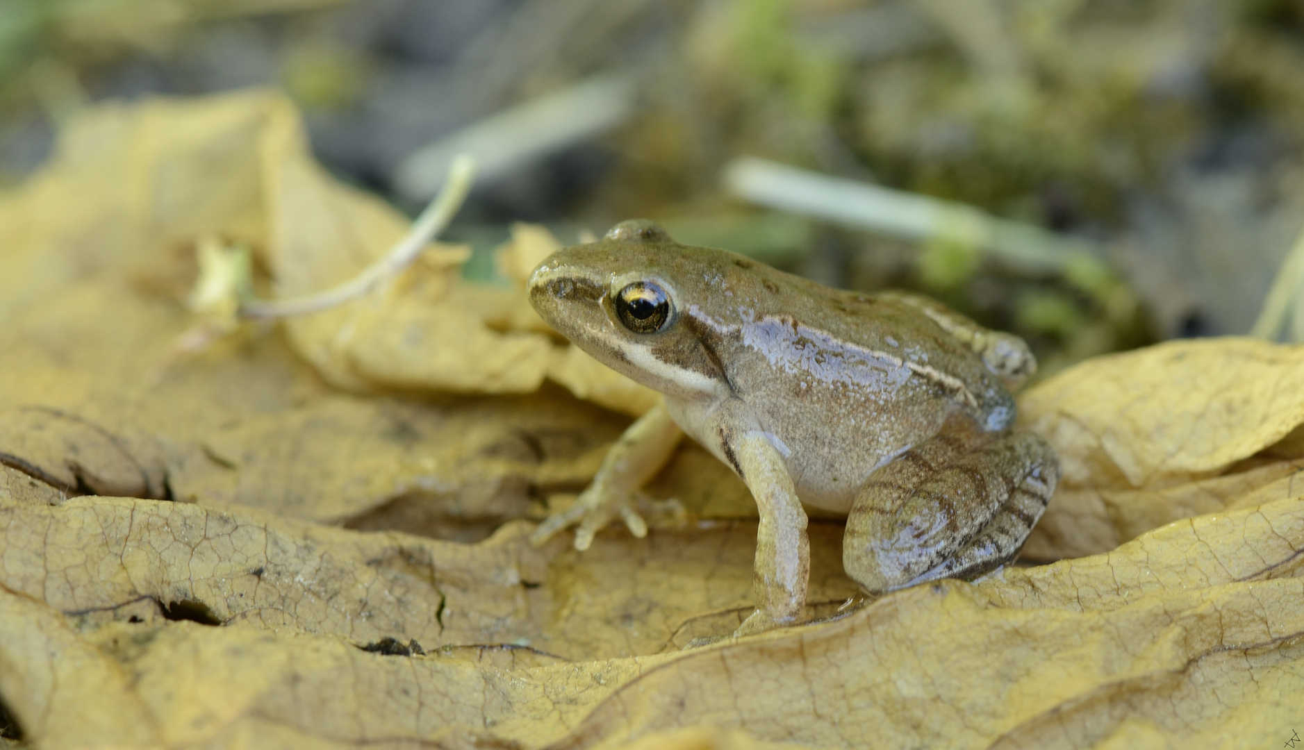 Junger Springfrosch