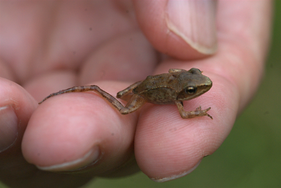 Junger Springfrosch