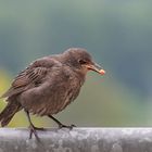 Junger Star mit Kirschkern im Schnabel