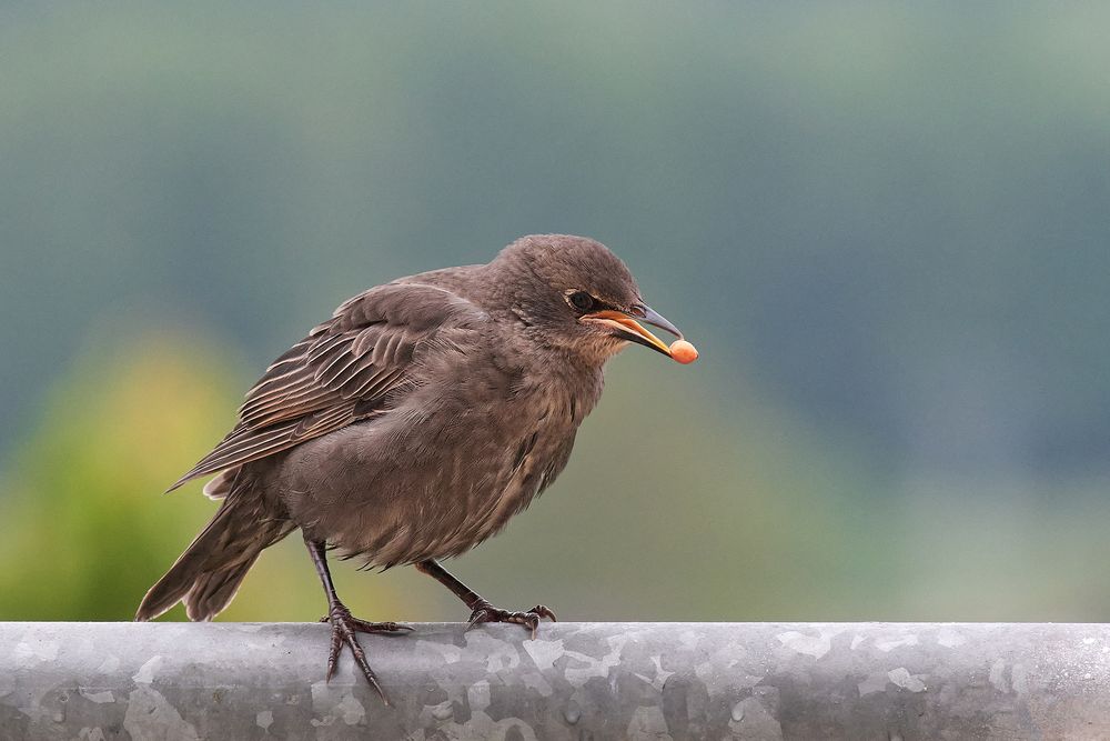 Junger Star mit Kirschkern im Schnabel