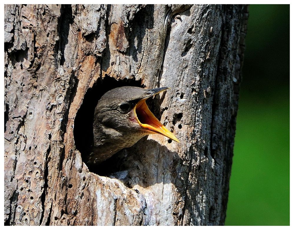 ---- Junger Star Nr.12A ----- ( Sturnus vulgaris )