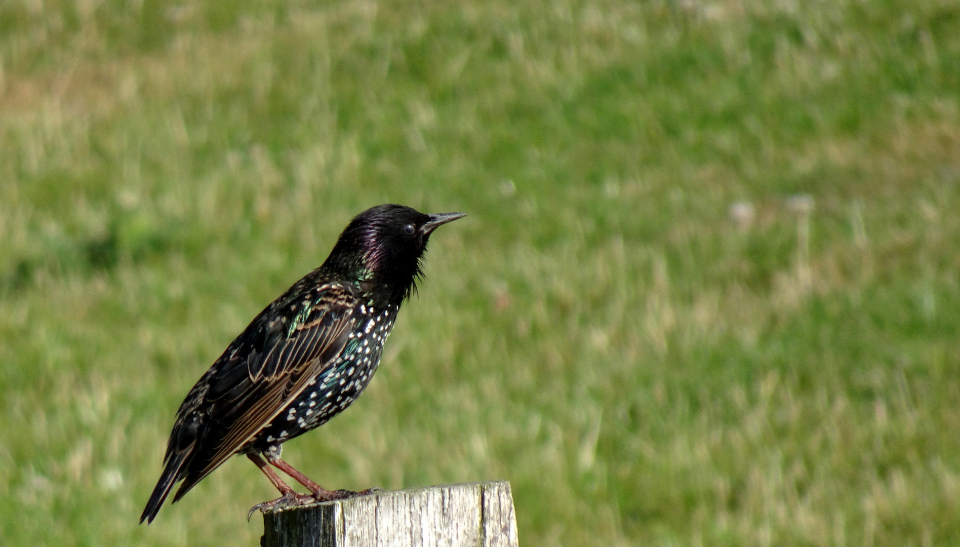 Junger Star (Sturnus vulgaris)