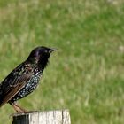 Junger Star (Sturnus vulgaris)