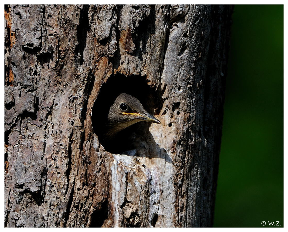 ---- Junger Star ---- ( Sturnus vulgaris )