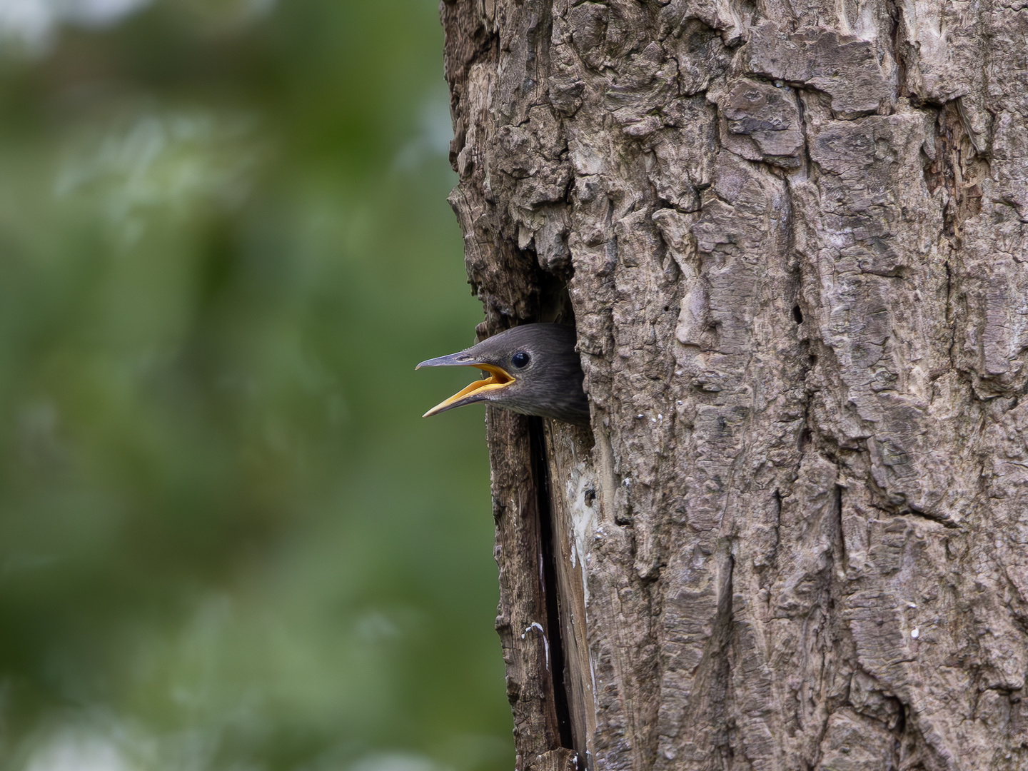 Junger Star (Vogel) schaut aus dem Nest 1/3