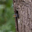 Junger Star (Vogel) schaut aus dem Nest 1/3