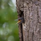 Junger Star (Vogel) schaut aus dem Nest 3/3