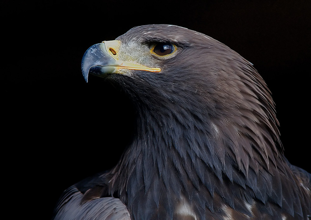 junger Steinadler