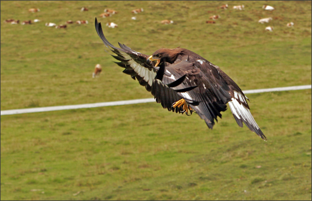 Junger Steinadler