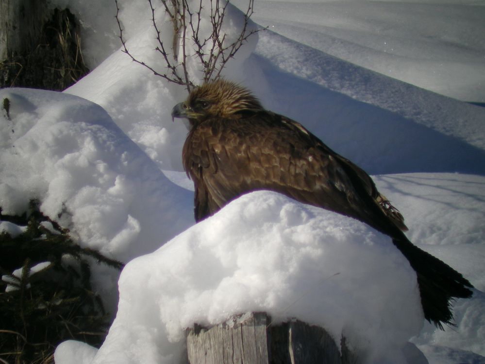 Junger Steinadler (Aquila chrysaetos)