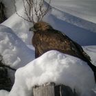 Junger Steinadler (Aquila chrysaetos)