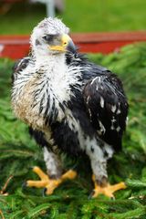 junger Steinadler auf der Buga