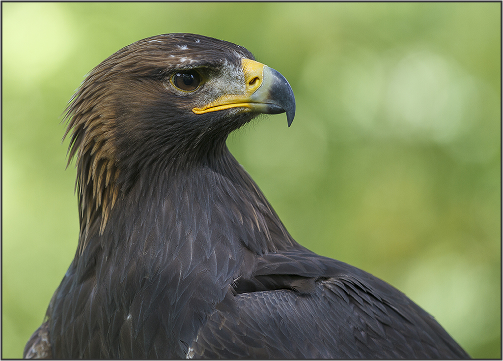 junger Steinadler