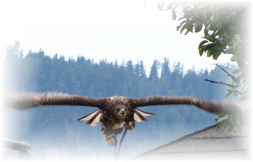 Junger Steinadler im Anflug