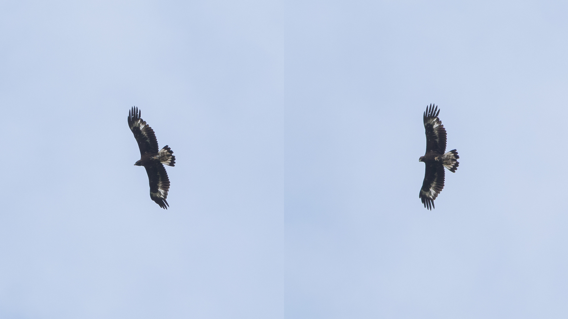 Junger Steinadler in den Hohen Tauern