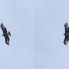 Junger Steinadler in den Hohen Tauern