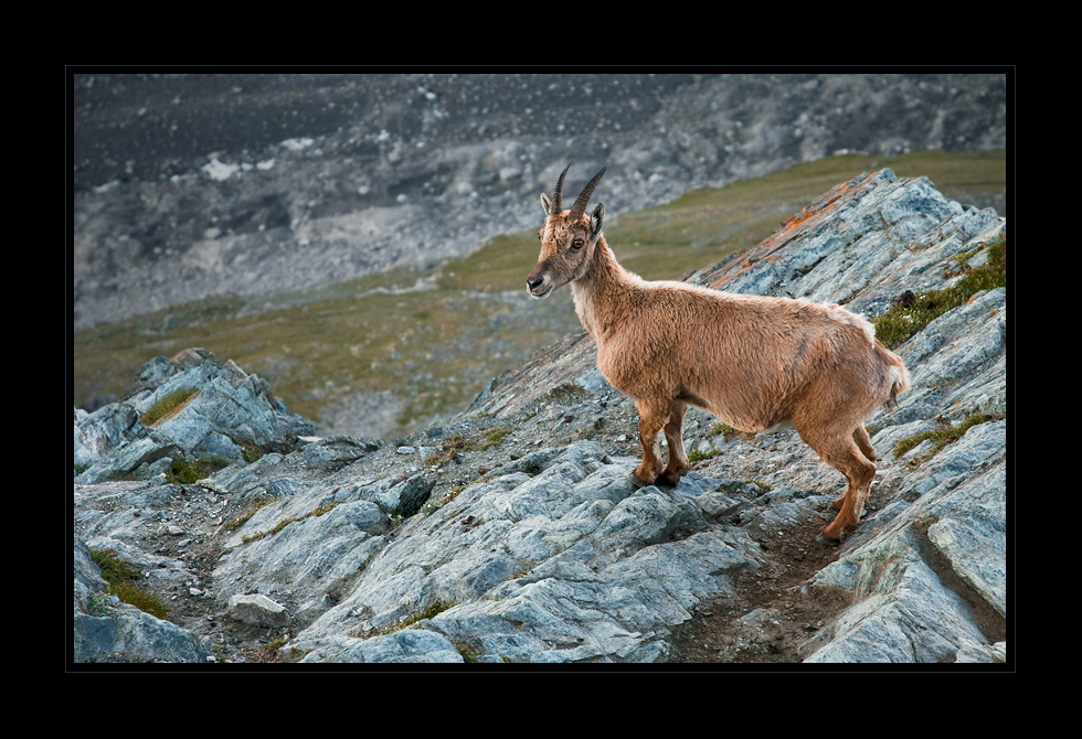 Junger Steinbock