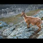 Junger Steinbock