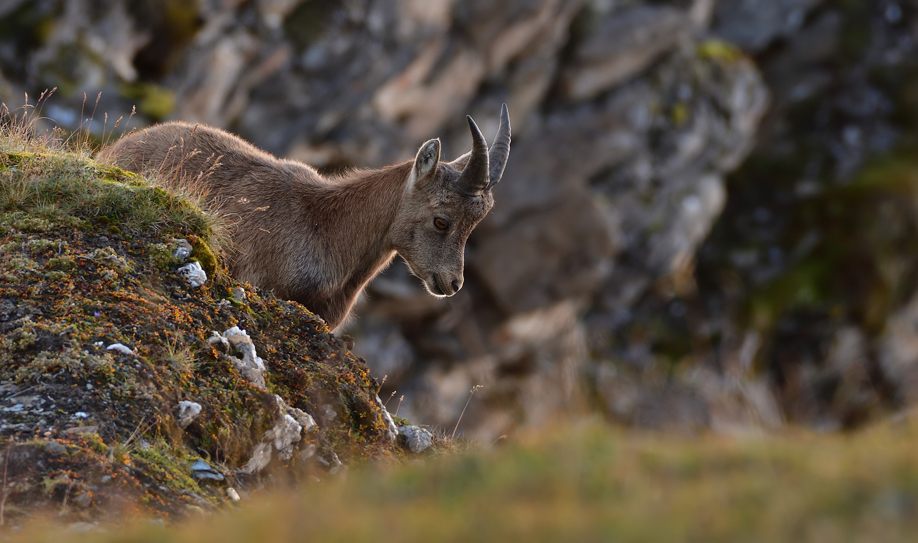 Junger Steinbock