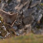 Junger Steinbock