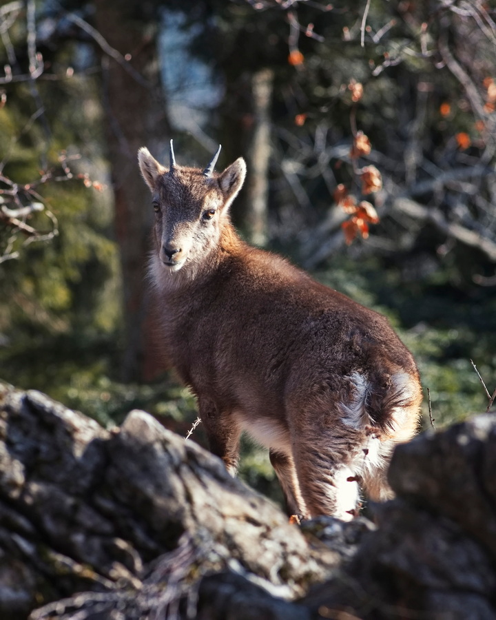 Junger Steinbock.