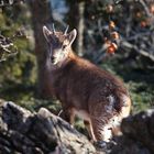 Junger Steinbock.