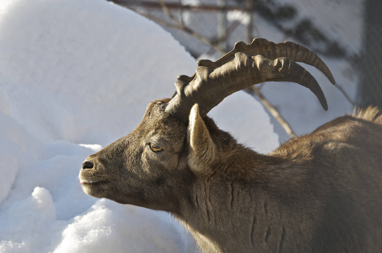 Junger Steinbock