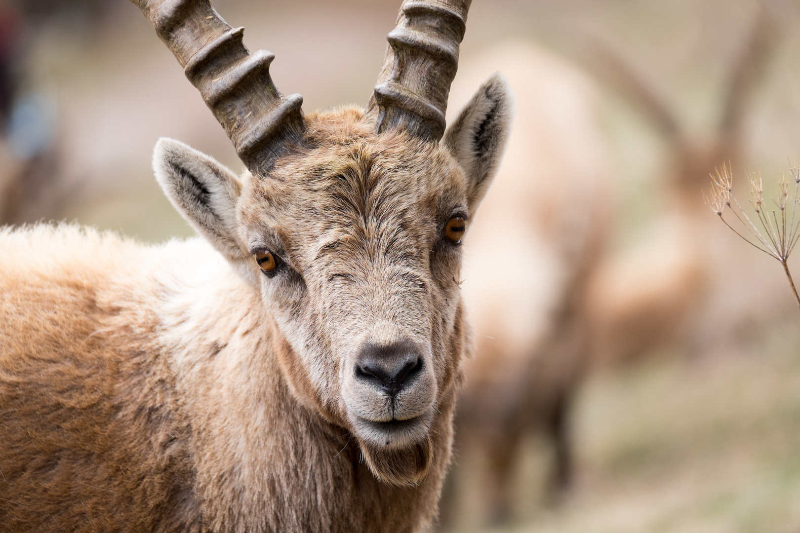 Junger Steinbock