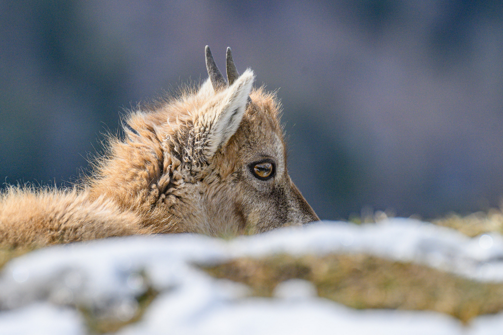 Junger Steinbock