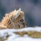 Junger Steinbock