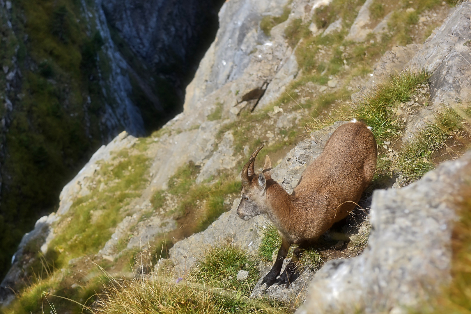 Junger Steinbock