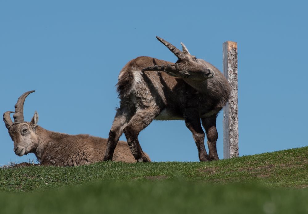 Junger Steinbock