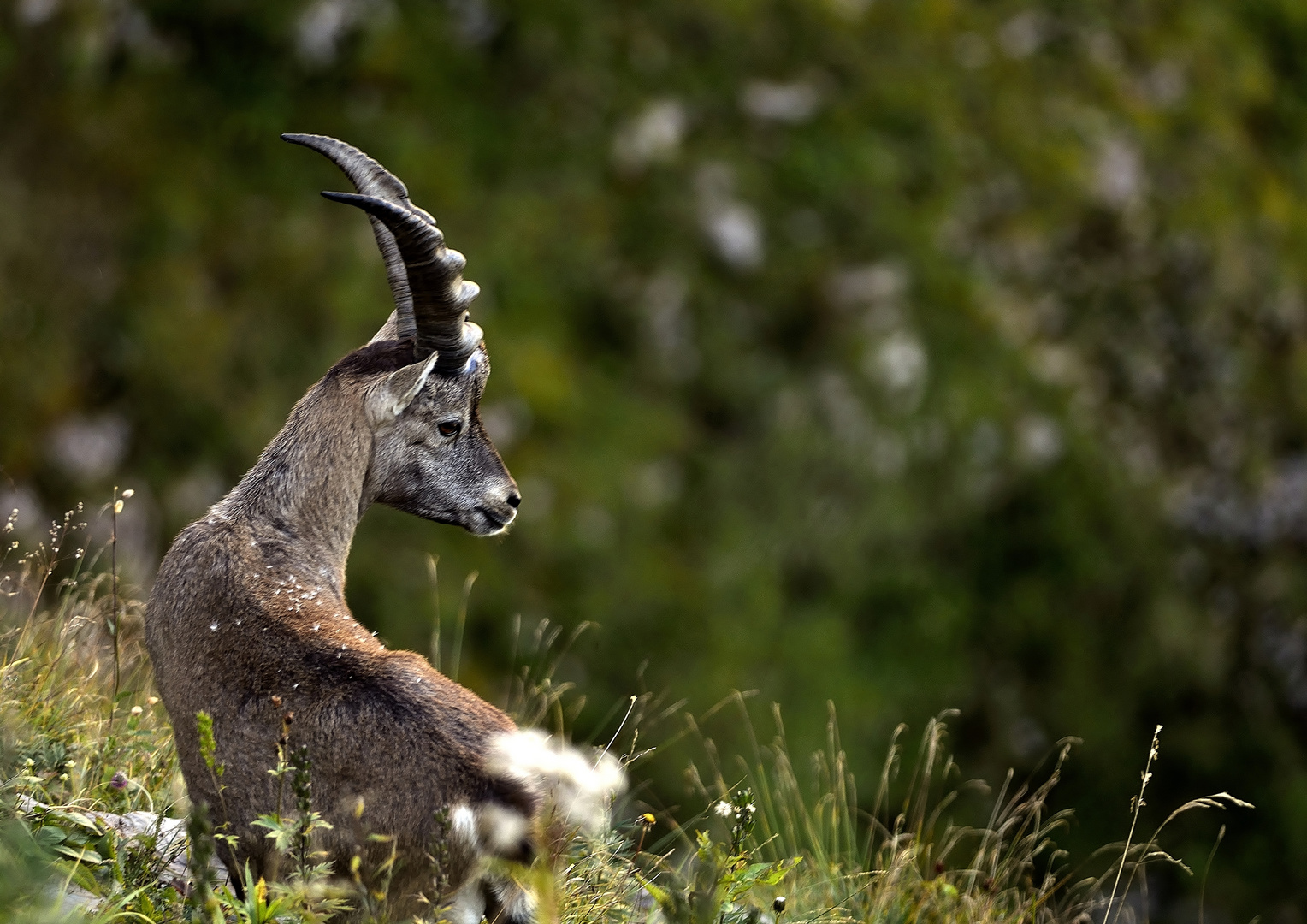 Junger Steinbock