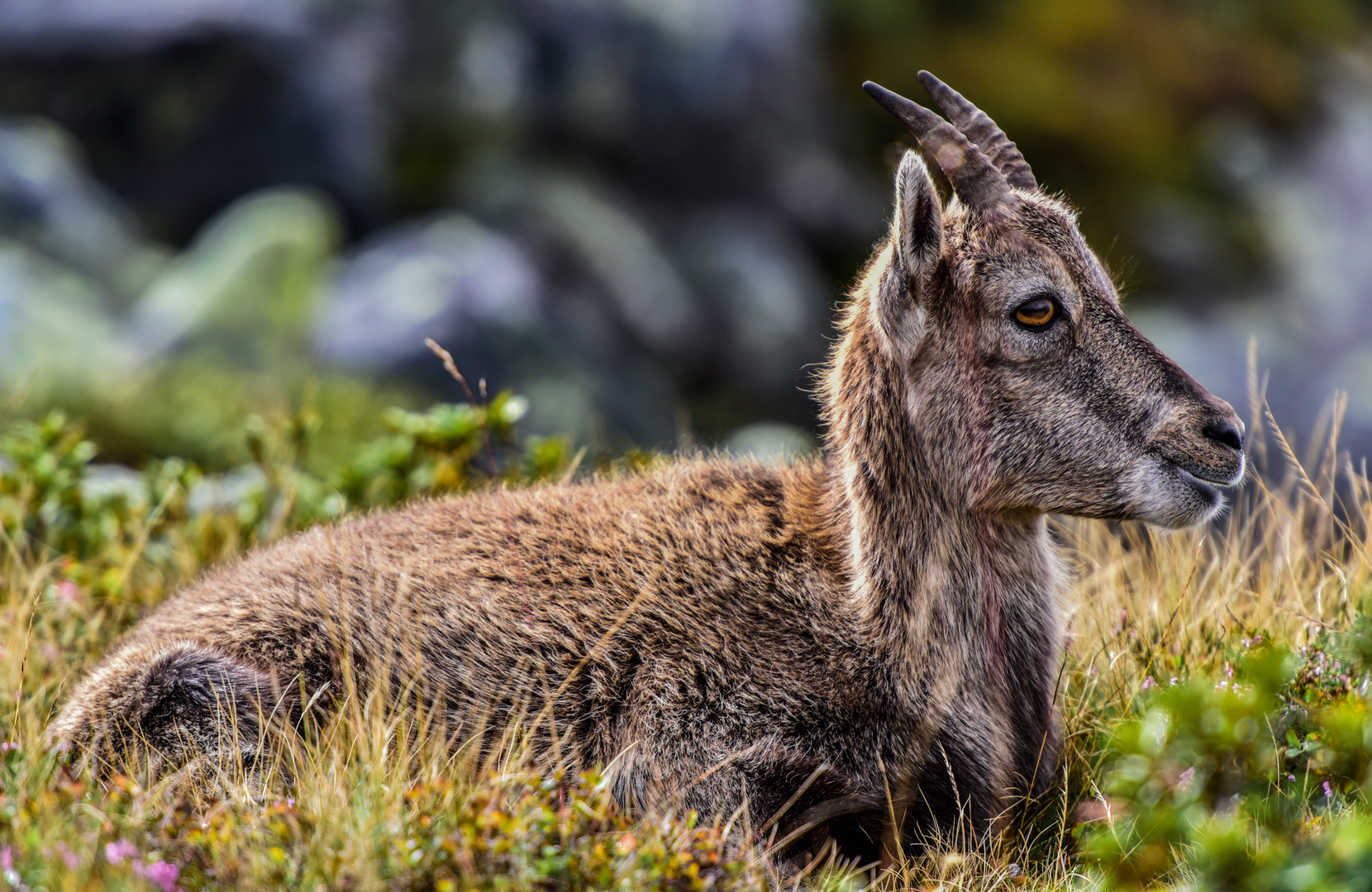 Junger Steinbock am Burgfeldstand Niderhorn