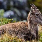 Junger Steinbock am Burgfeldstand Niderhorn