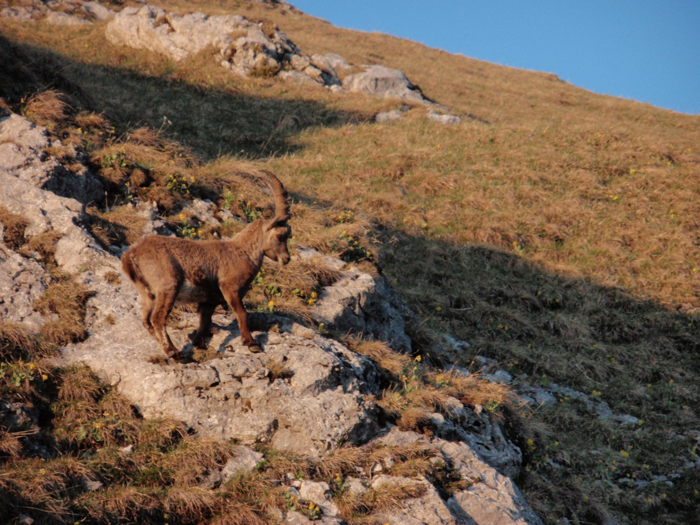 Junger Steinbock auf der Kanisfluh