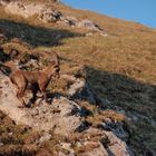 Junger Steinbock auf der Kanisfluh