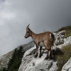 Junger Steinbock