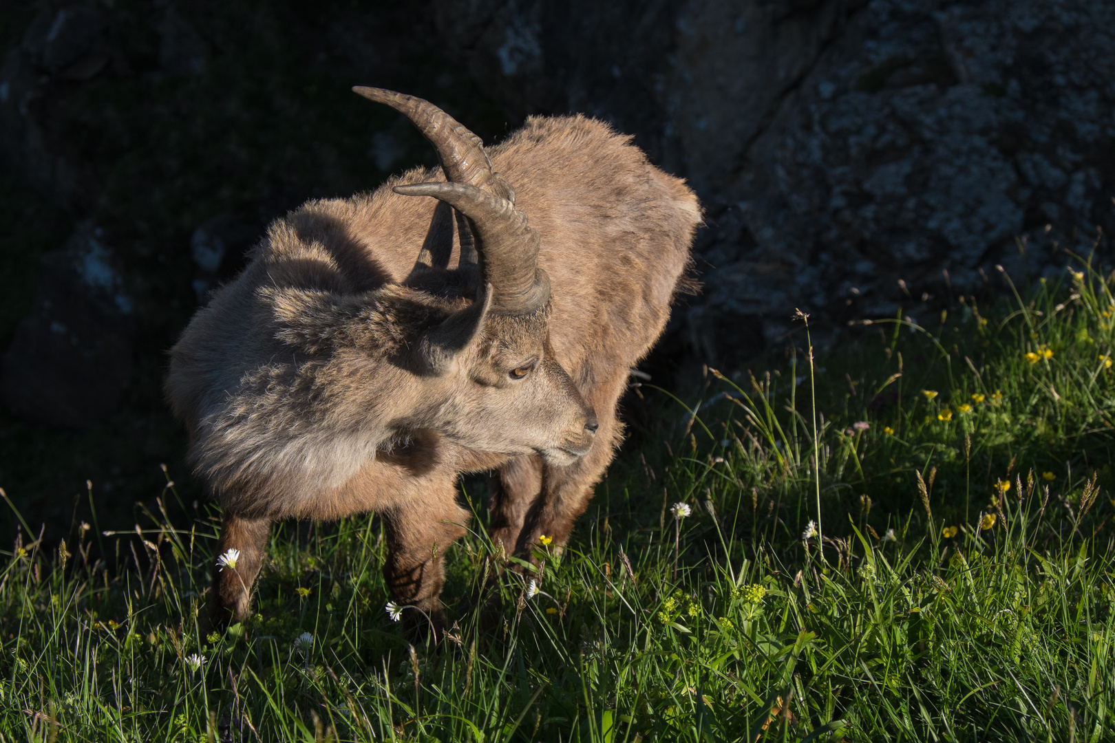 Junger Steinbock...