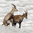 Junger Steinbock beim Aufreiten