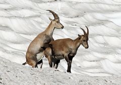 Junger Steinbock beim Aufreiten