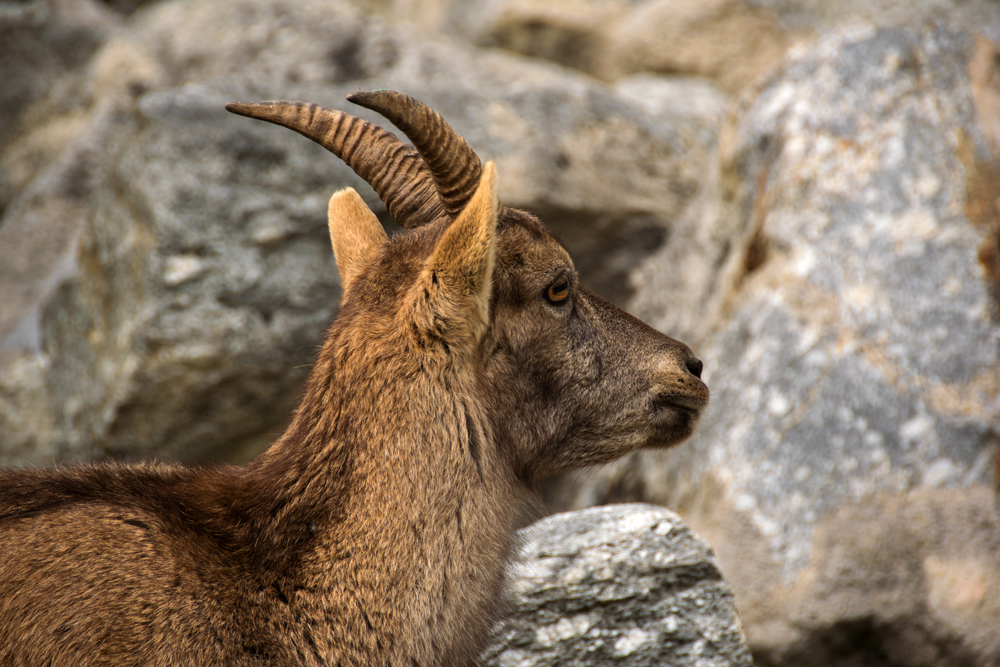 junger Steinbock