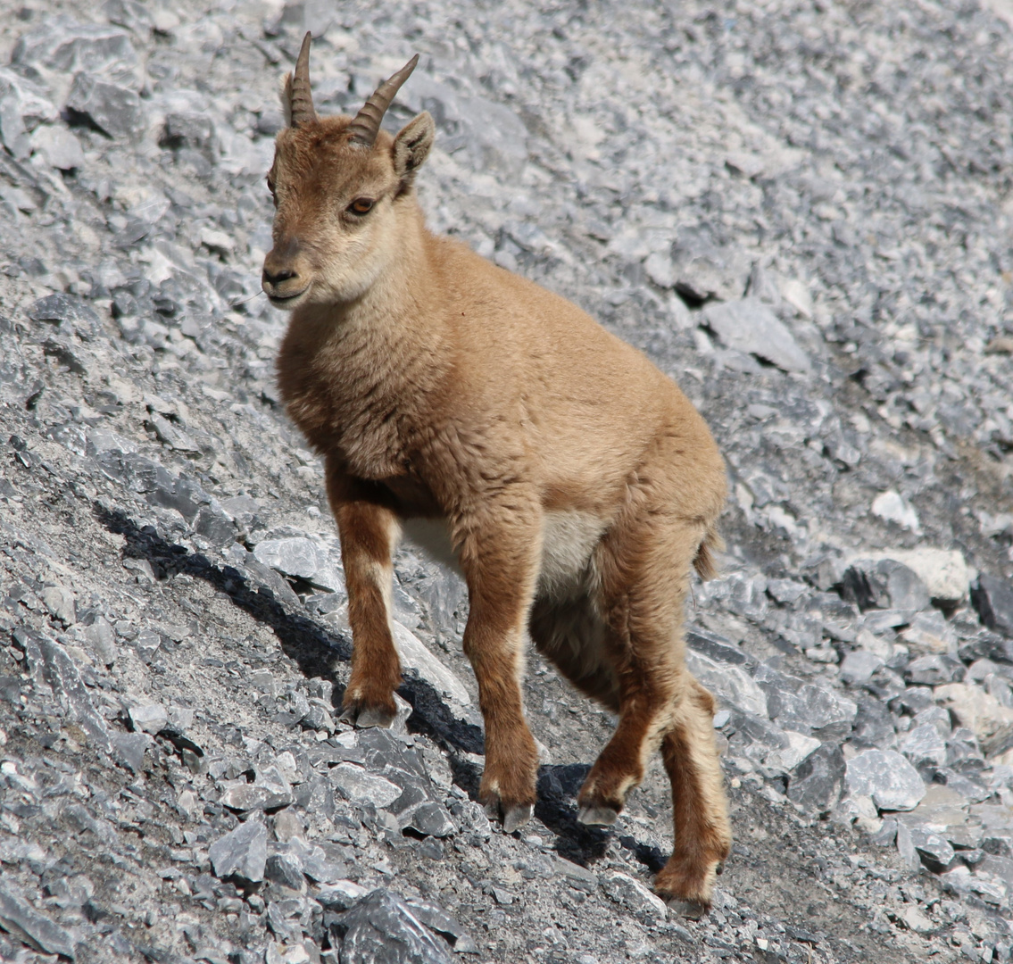 Junger Steinbock