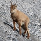 Junger Steinbock