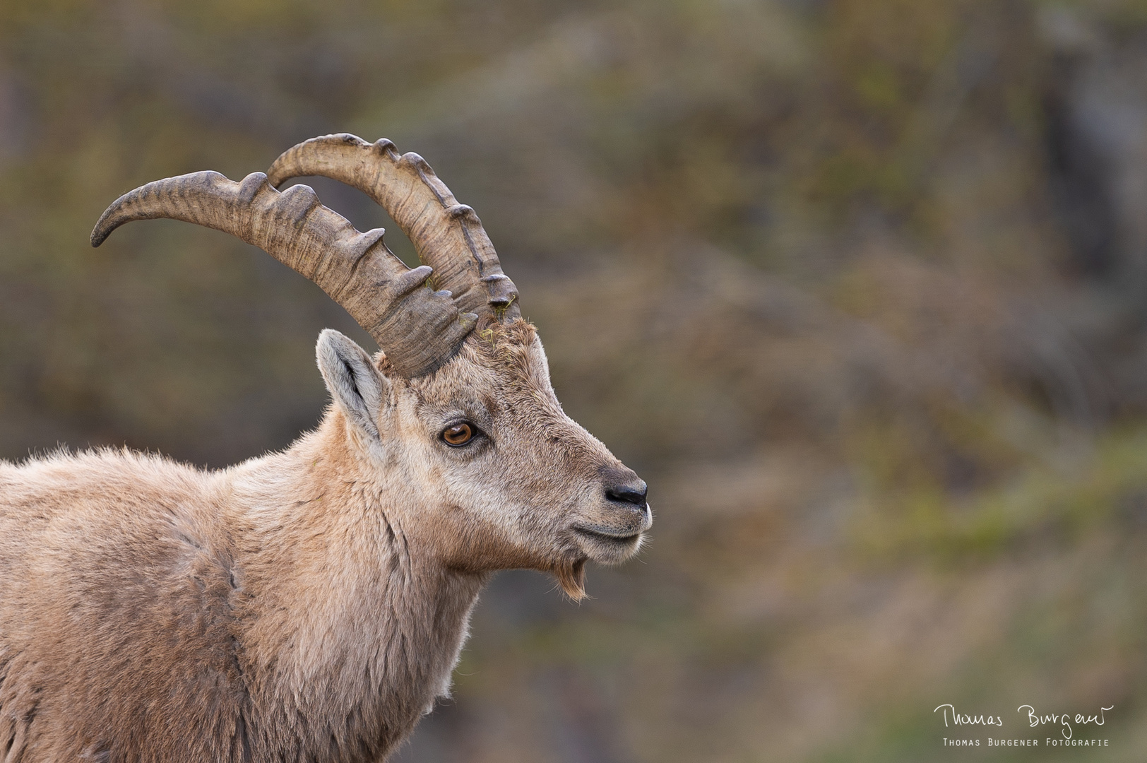 Junger Steinbock