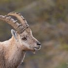 Junger Steinbock